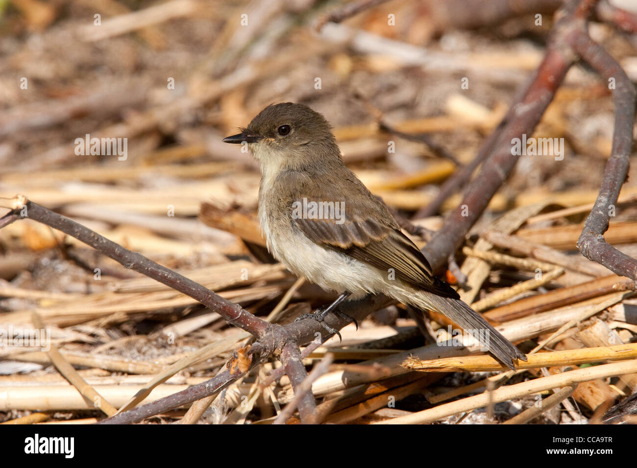 Eastern Phoebe Sayornis phoebe St. Ambroise Provincial Park, Manitoba
