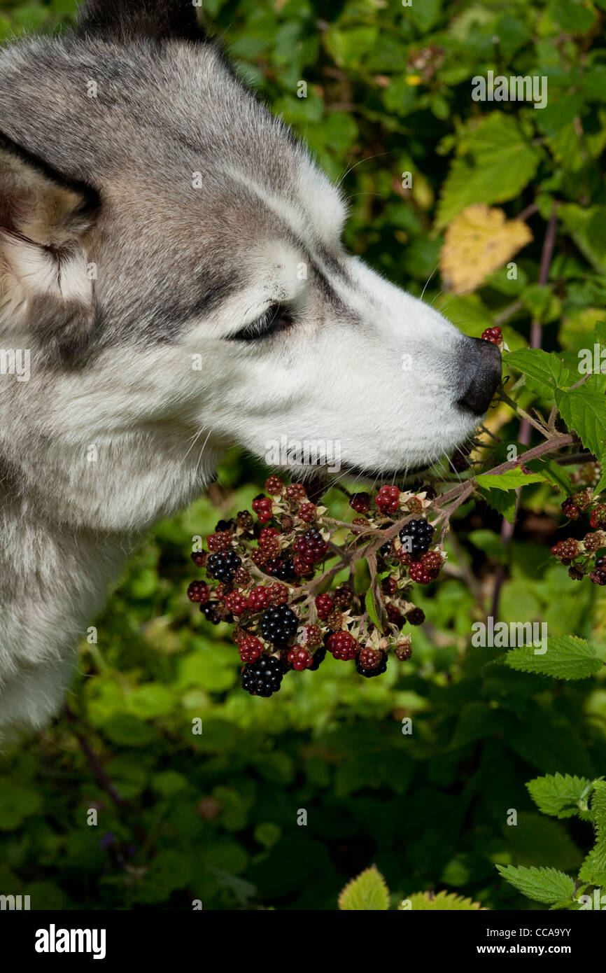 Siberian Husky, domestc breed of dog (Canis lupus familiaris). Selecting and eating ripe