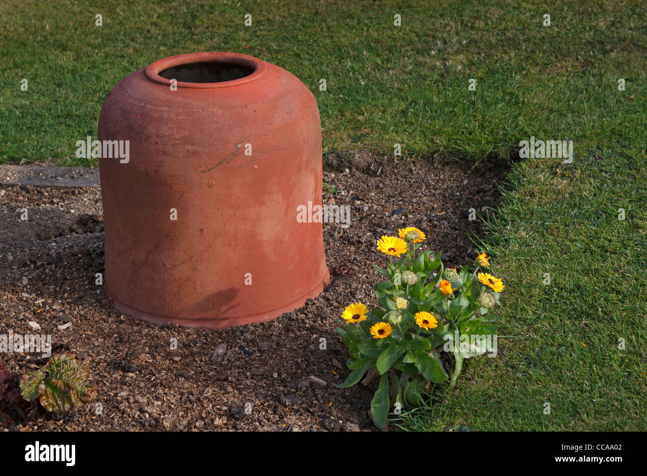 A terracotta rhubarb forcing pot with a clump of pretty yellow marigolds are a spot of colour on an autumn day. Stock Photo