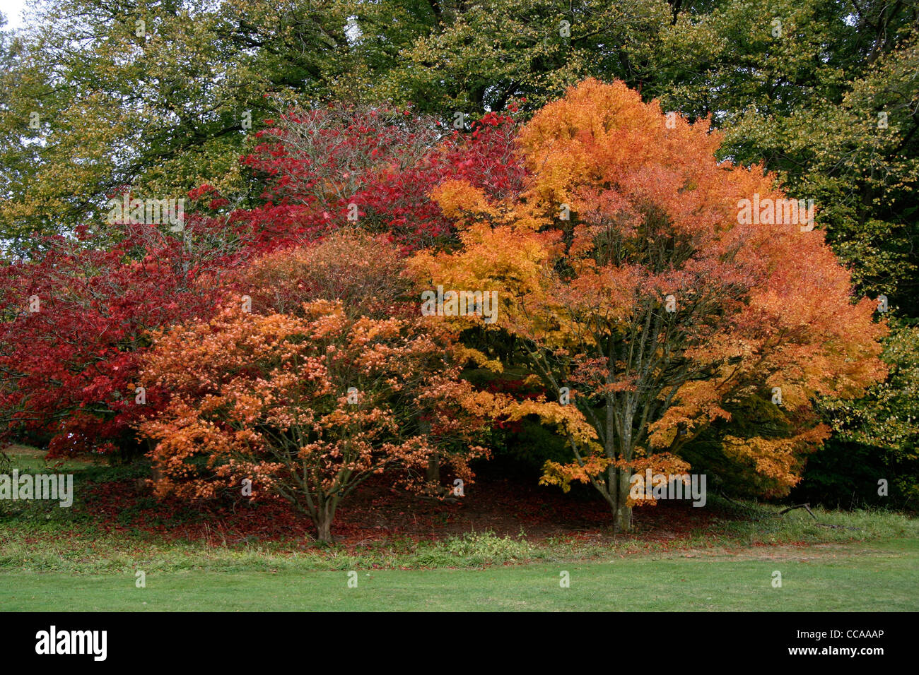 Batsford Arboretum Gloucestershire Stock Photo