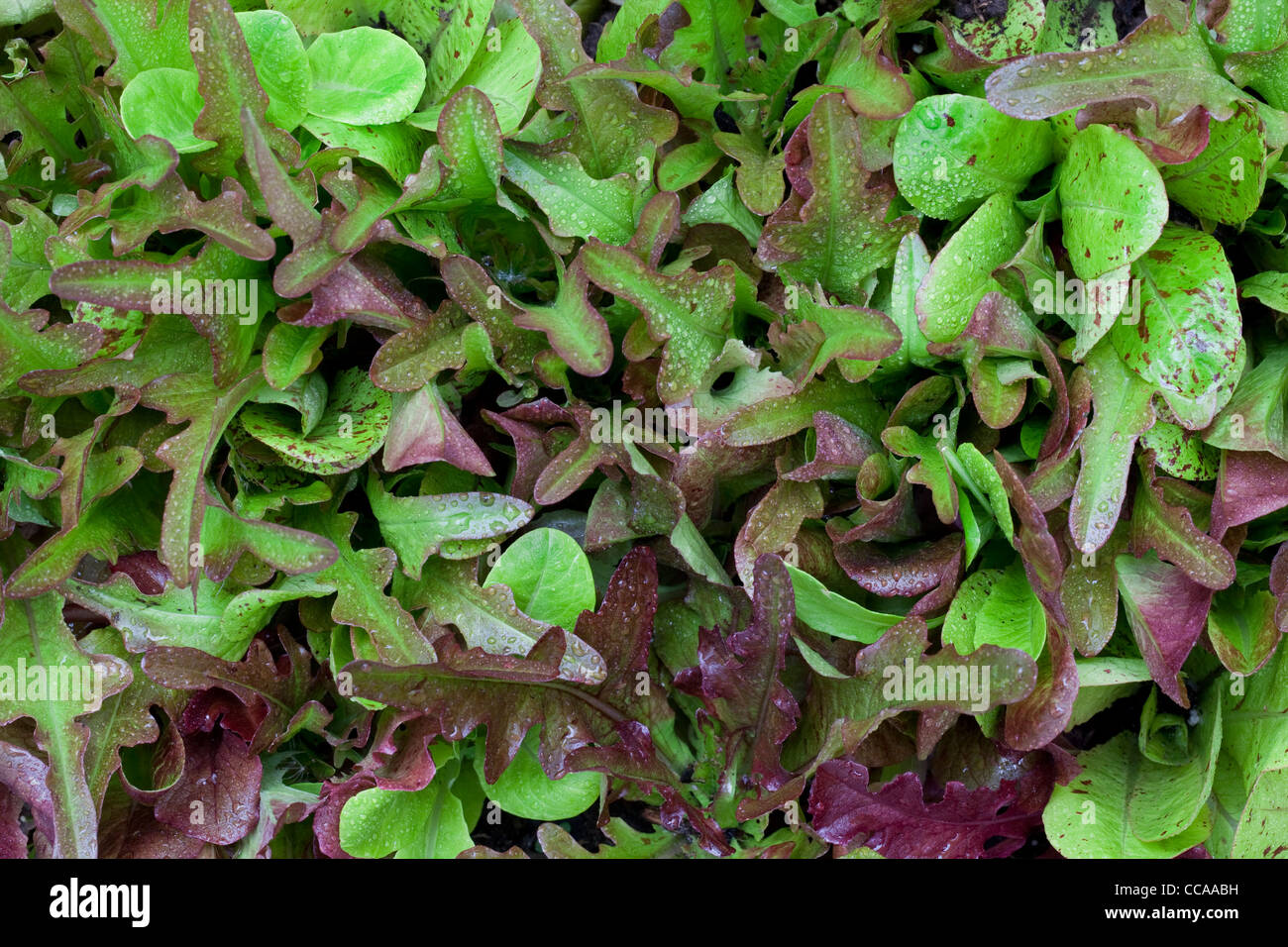 dense baby lettuce - a variety of species with green and red leaves, water droplets Stock Photo