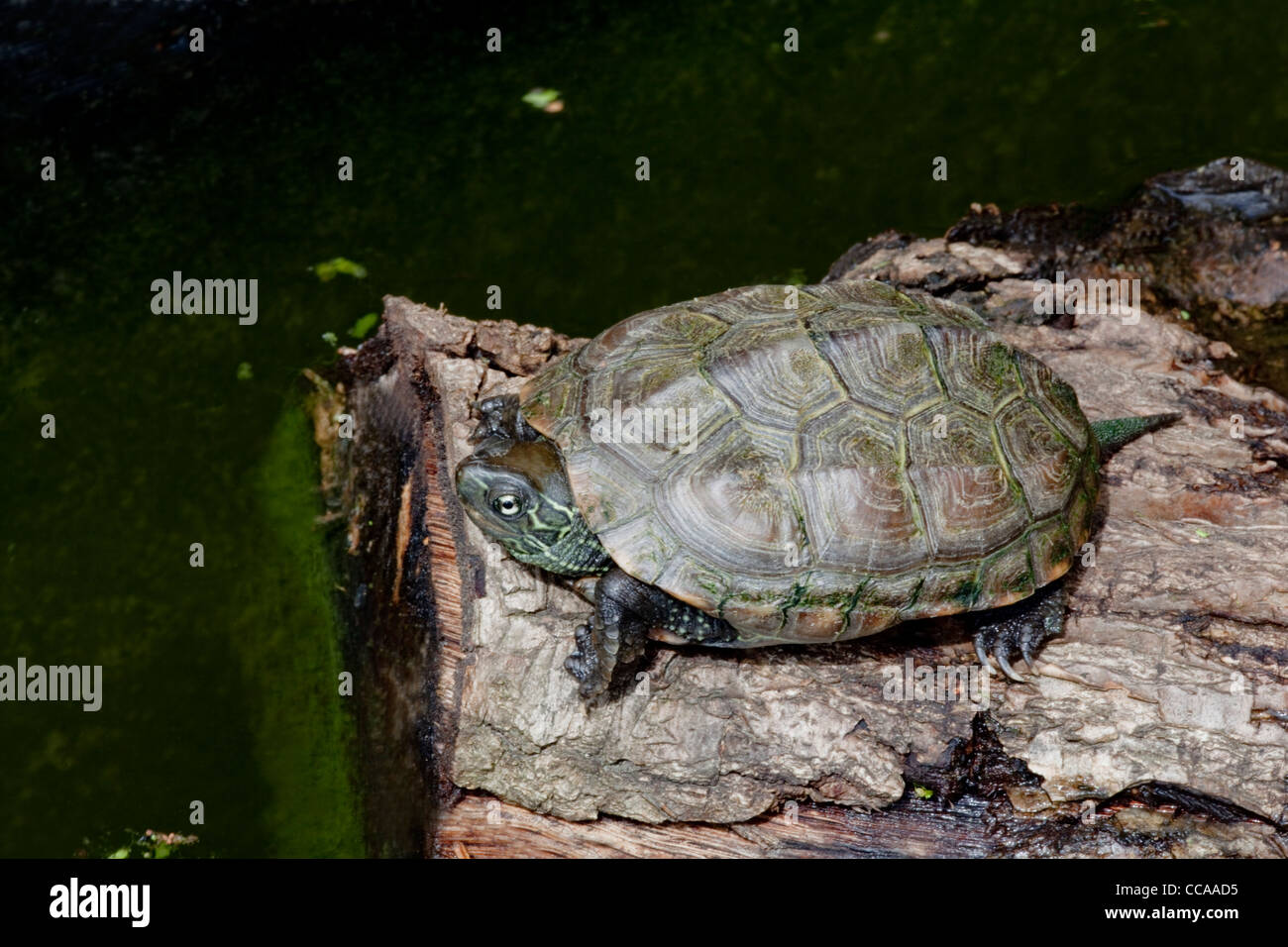 Reeve's Turtle (Chinemys reevesi). Found in China and Japan. Stock Photo