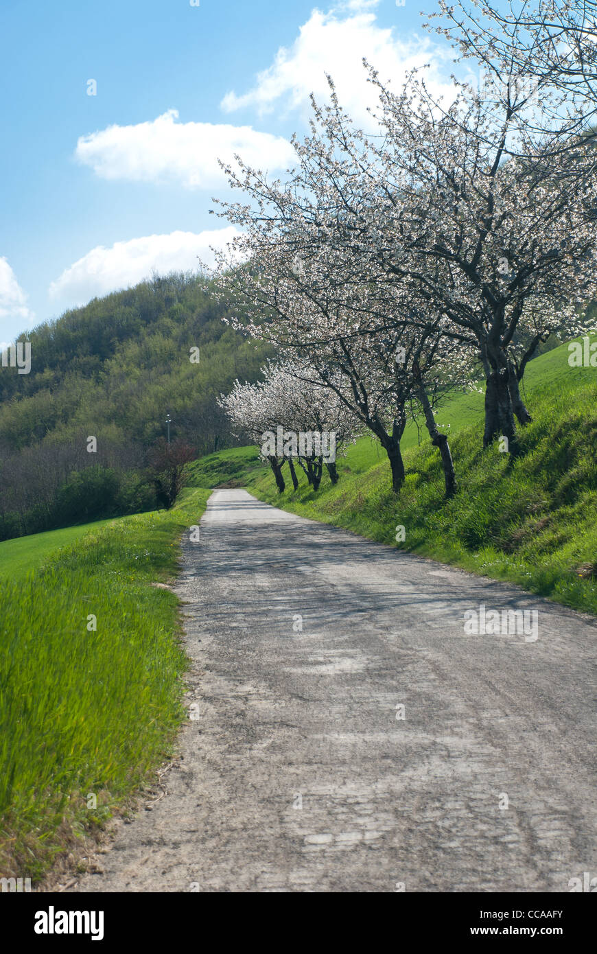 Spring Country Road Images Country road with trees in bloom in spring Stock Photo - Alamy