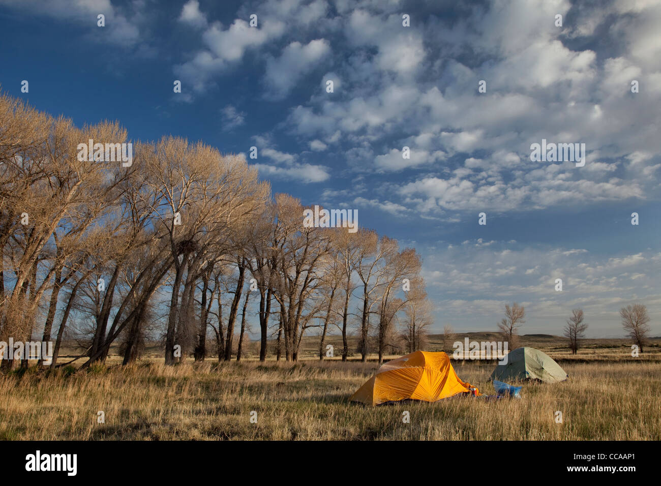 two tents cover by frost in early morning next to stand of cottonwood with eagle nest, North Platte River valley in Wyoming Stock Photo