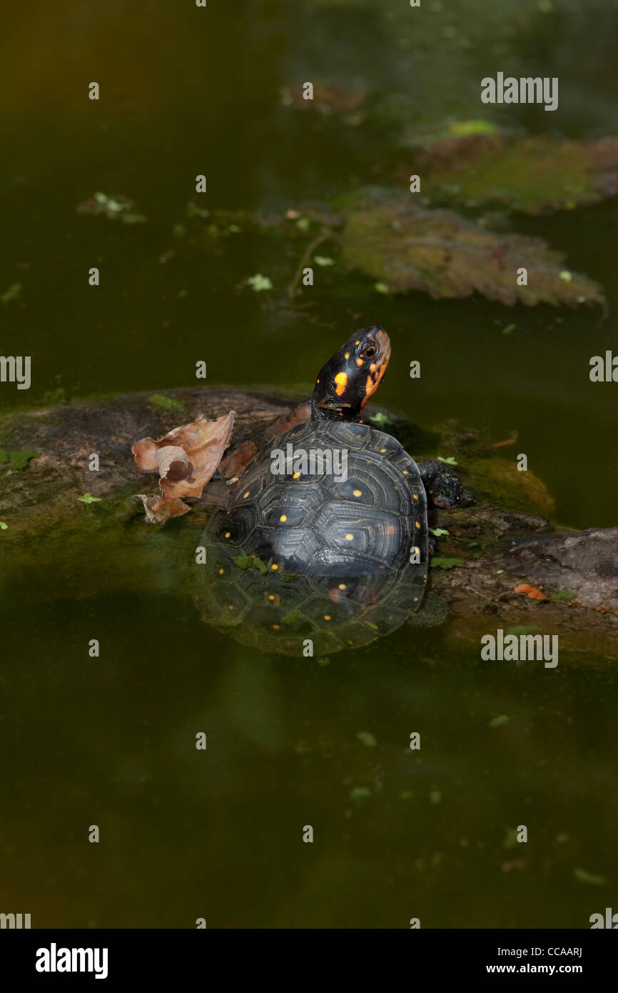 North American Spotted Turtle (Clemmys guttata Stock Photo Alamy