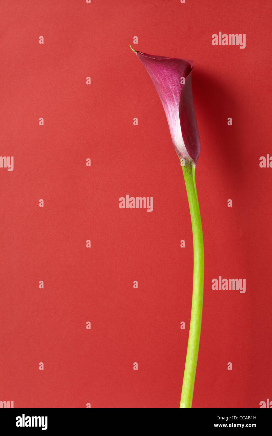 Single Calla Lily Stock Photo Alamy