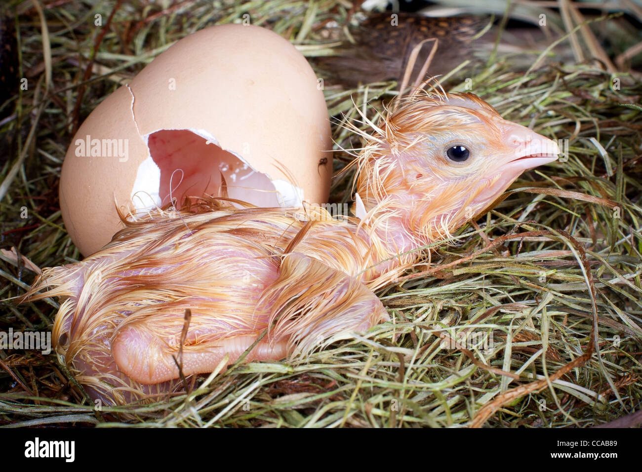 Newly born chick lying beside its brown egg Stock Photo Alamy