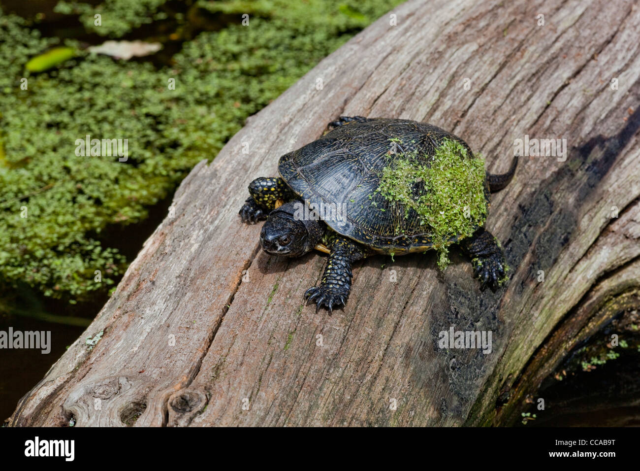 European Pond Tortoise (Emys orbicularis). Sun basking, with                       Duckweed (Lemna sp. ).on carapace. Stock Photo