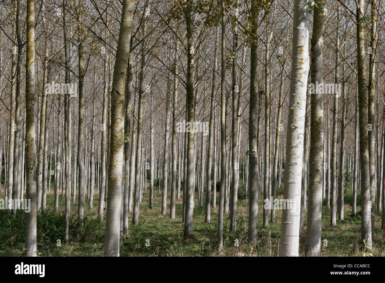 Silver Birch Trees Sun Summer High Resolution Stock Photography and Images Alamy