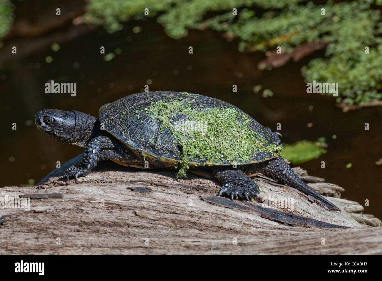 European Pond Terrapin (Emys orbicularis). With Duckweed (Lemna sp. on its shell or carapace. Stock Photo
