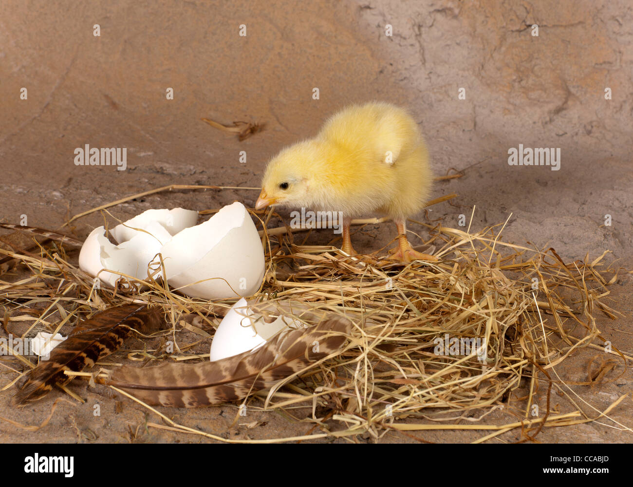 Nest of hay with yellow chick looking at its broken eggshell Stock Photo