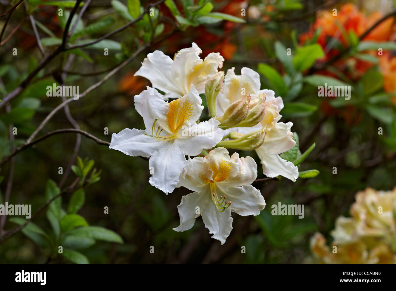 Deciduous Azalea Exbury White flowers Stock Photo