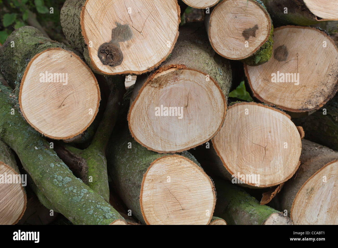 Sycamore (Acer pseudoplatanus). Recently cut logs showing cross