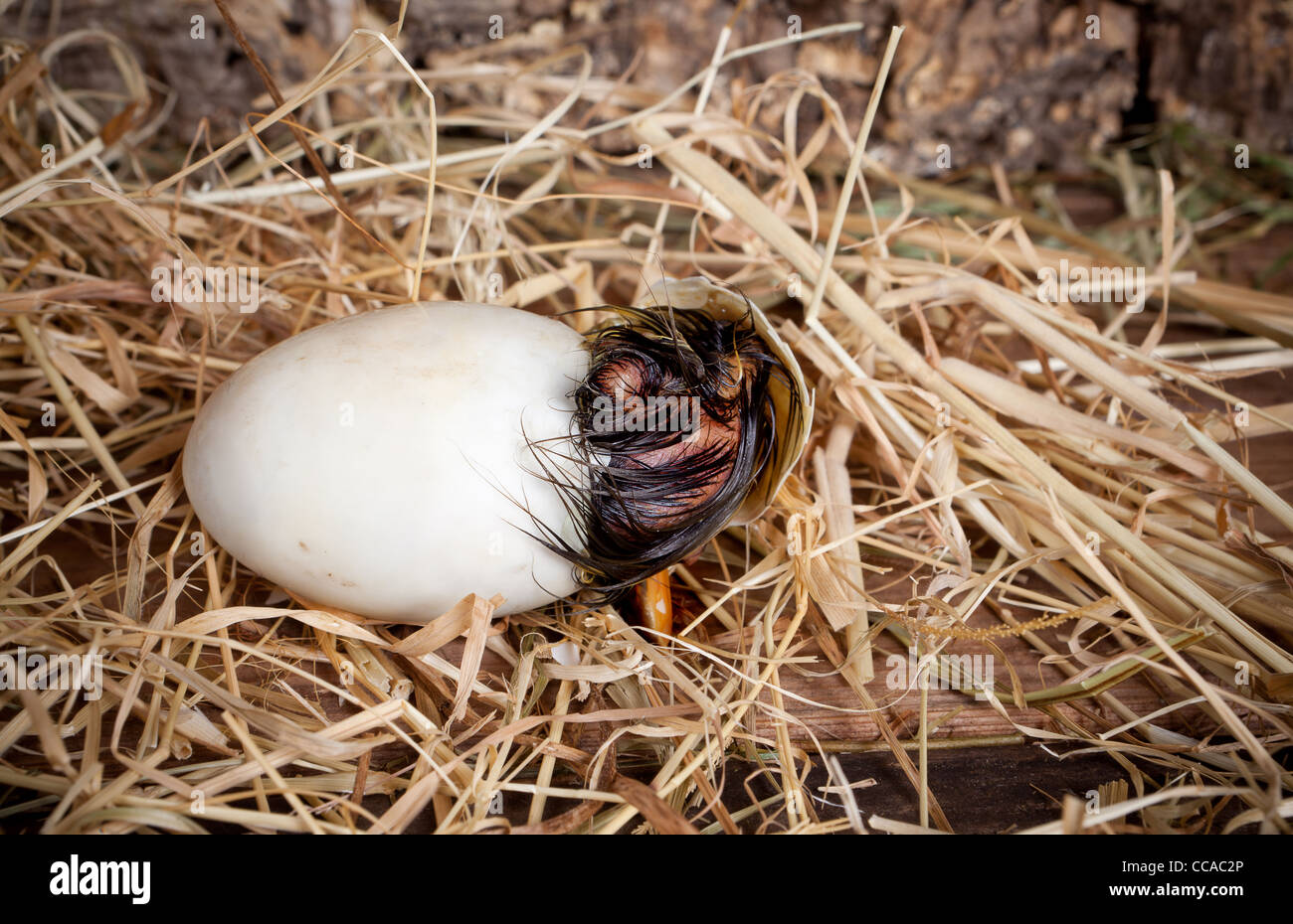 Hatched duck egg hires stock photography and images Alamy