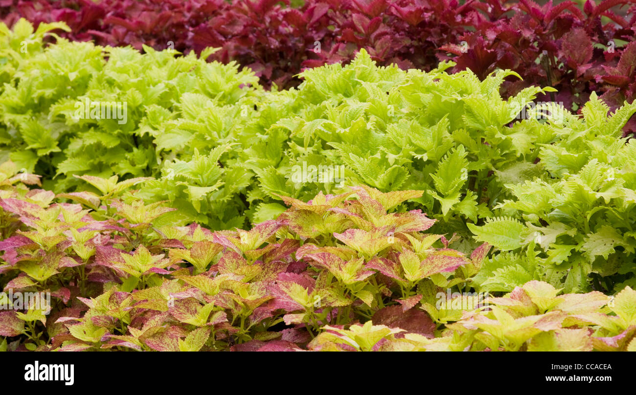 Coleus bedding plants Stock Photo Alamy