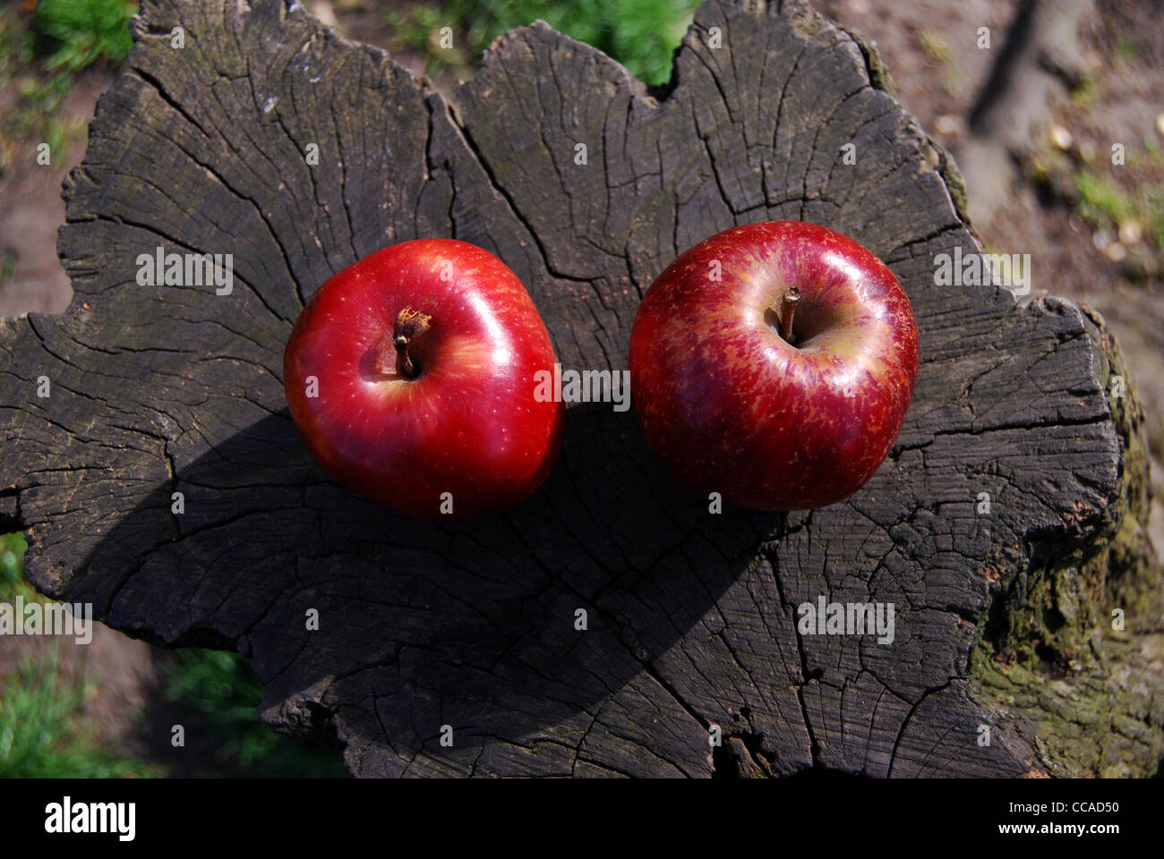 The Traveling Apples - Apples sitting on a tree trunk Stock Photo
