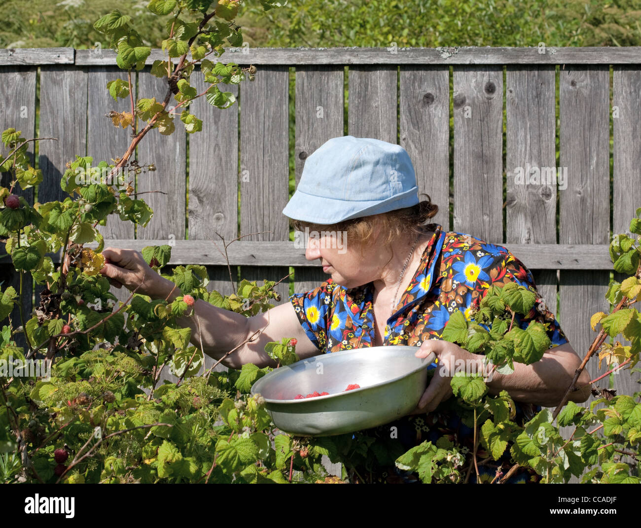 old woman collects berries of a raspberry Stock Photo - Alamy