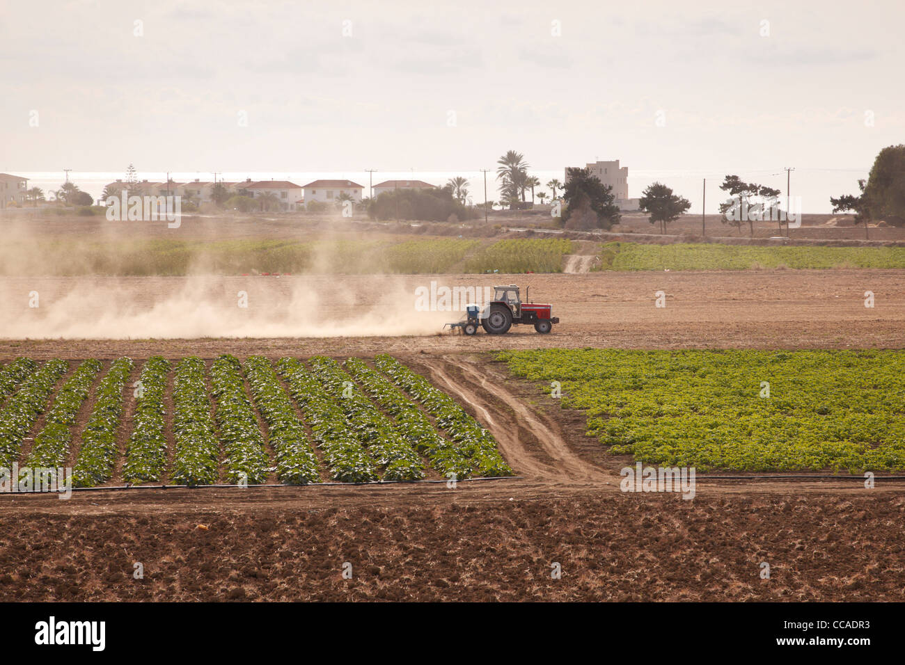 Cypriot farming with a Massey-Ferguson tractor in Pervolia, Larnaca, Cyprus Stock Photo