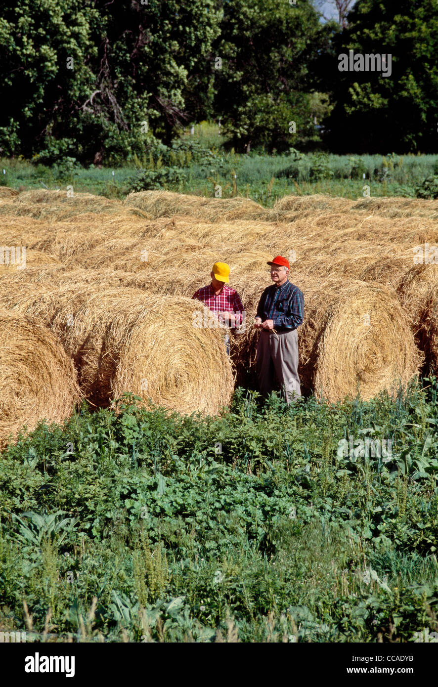Two Male Farmers Inspecting Hay Bales, South Dakota, USA Stock Photo
