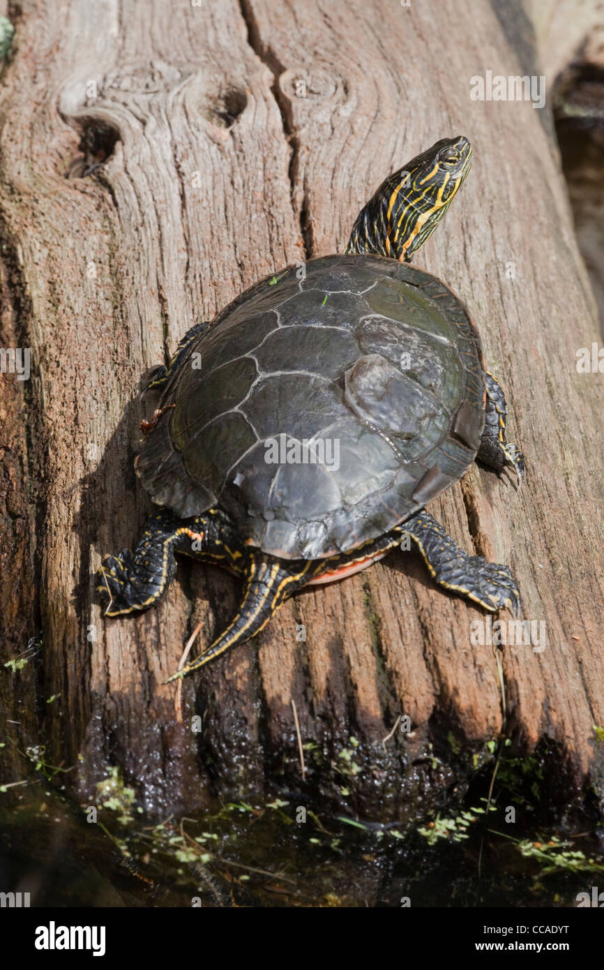 Painted Turtle Diet In Captivity