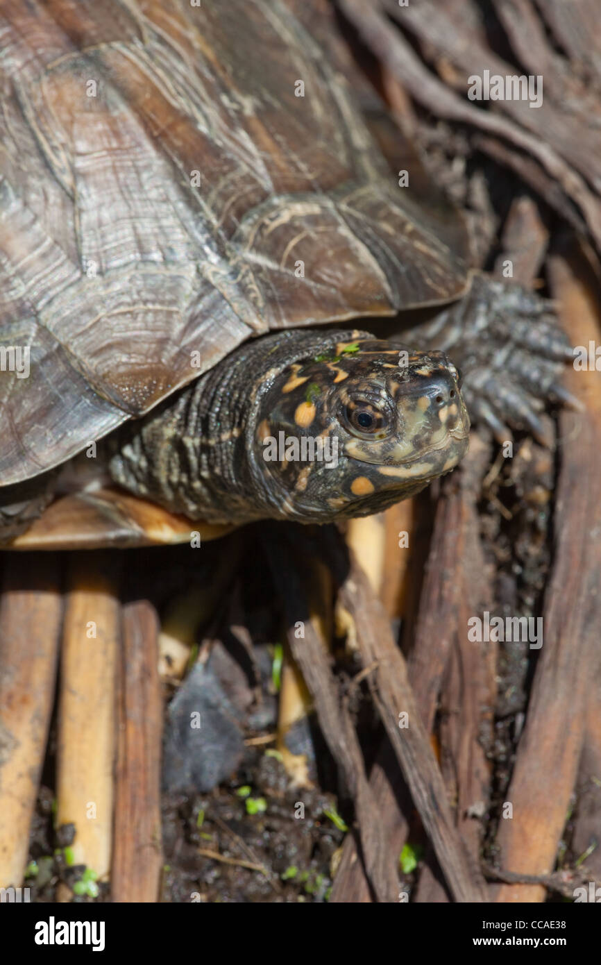 Melanochelys trijuga thermalis hires stock photography and images Alamy