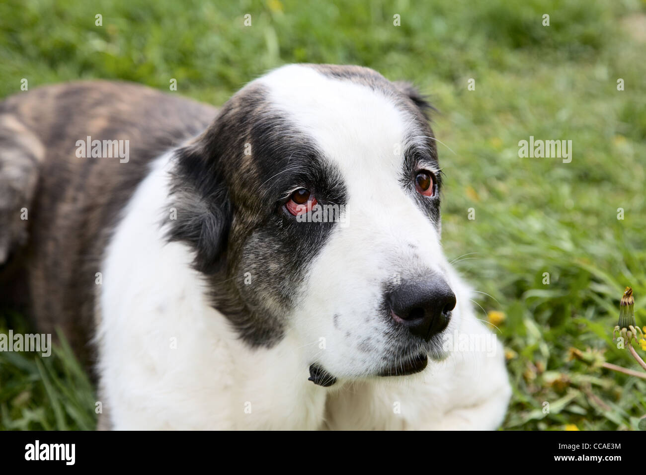 Beautiful alabai central Asian shepherd dog against a green grass Stock Photo