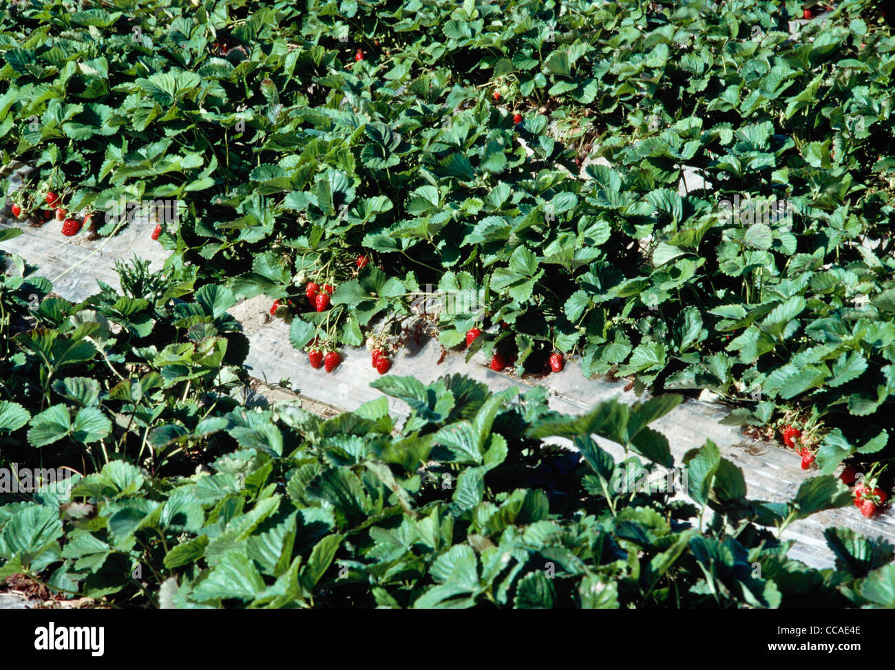 Strawberry Plants in the Field Stock Photo Alamy
