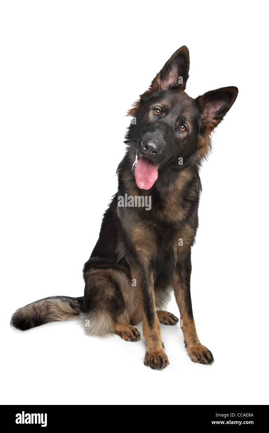 German Shepherd in front of a white background Stock Photo