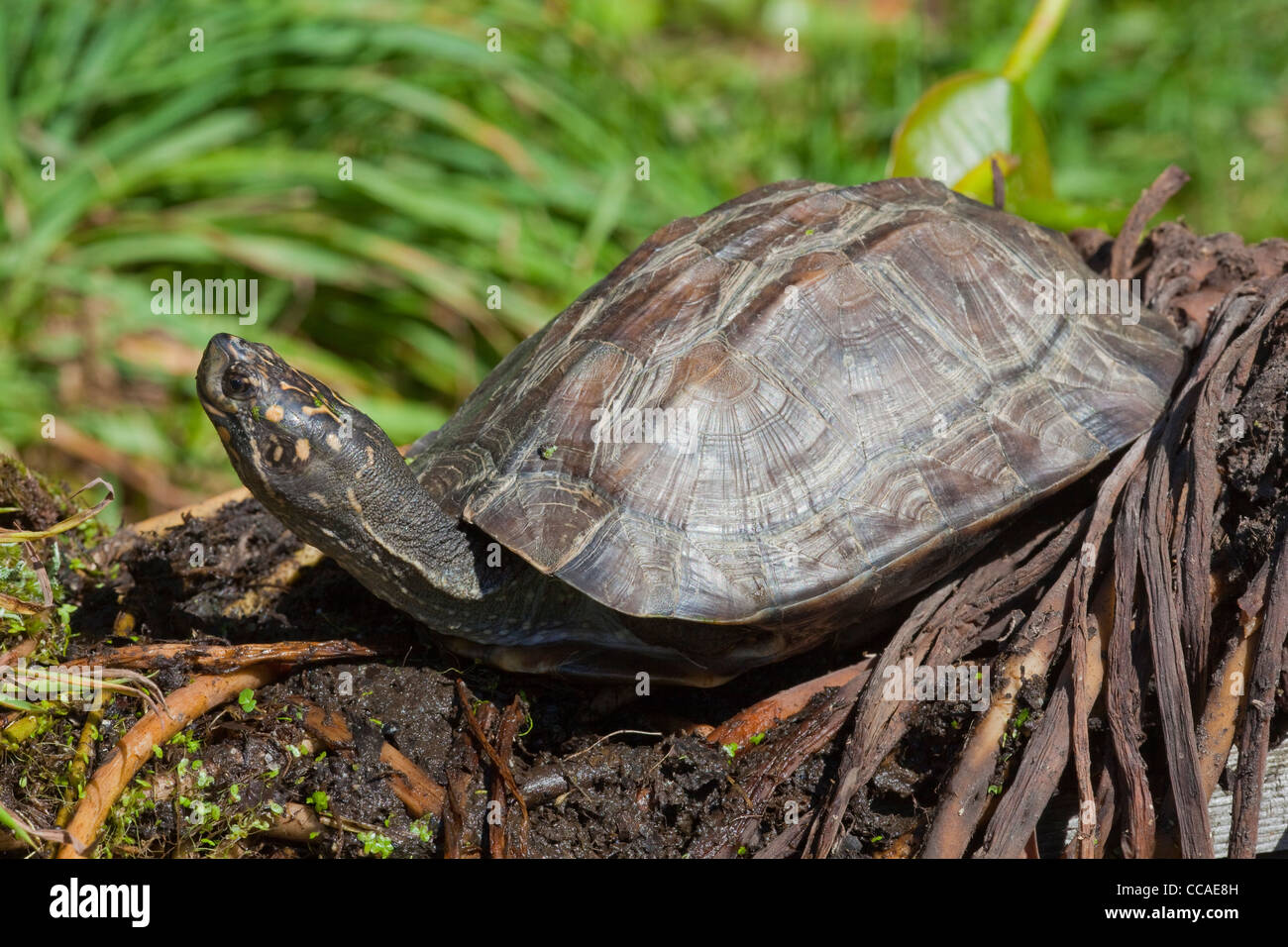 Asian or Indian Black Terrapin or Hard Shelled Turtle Melanochelys