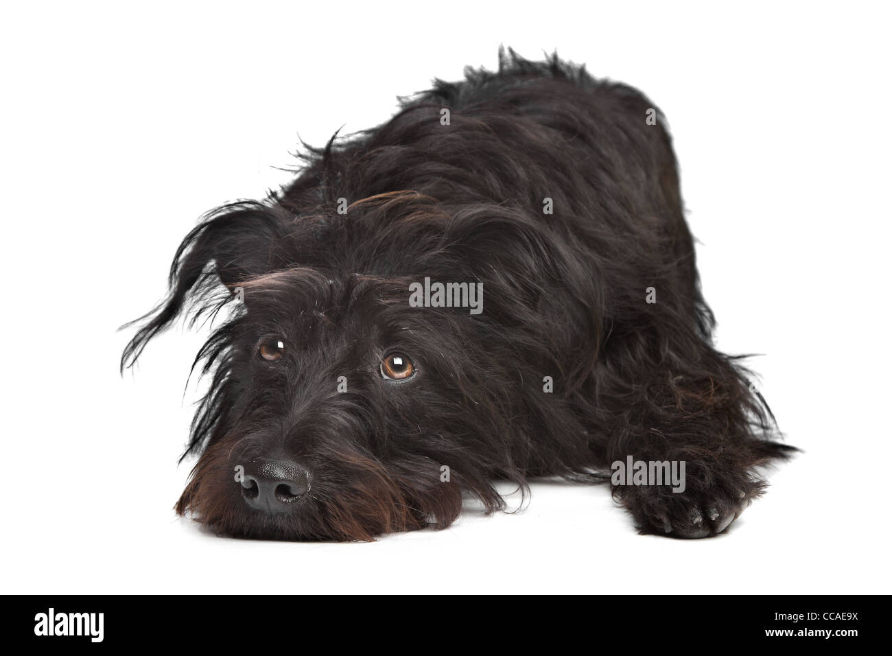 black mixed breed dog in front of a white background Stock Photo - Alamy
