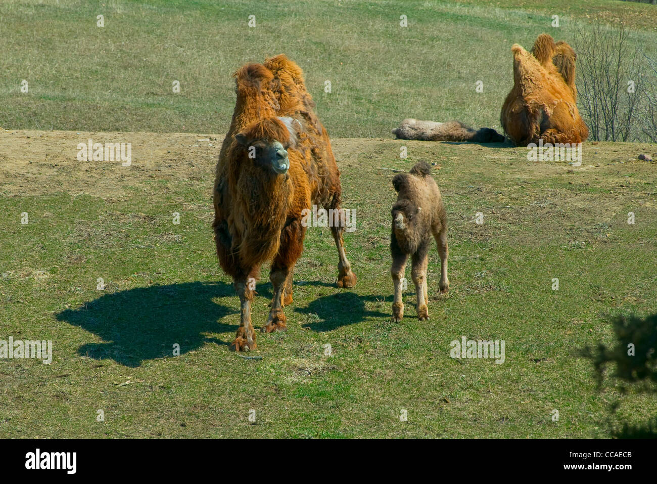 Two Bactrian Camels or Camelus Bactrianus and Offspring Stock Photo