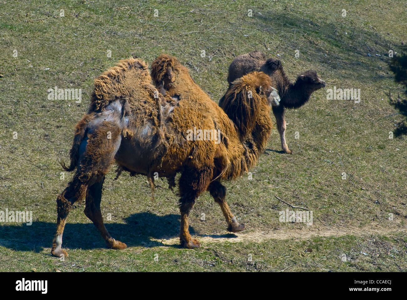 Bactrian Camel or Camelus Bactrianus and Offspring Stock Photo