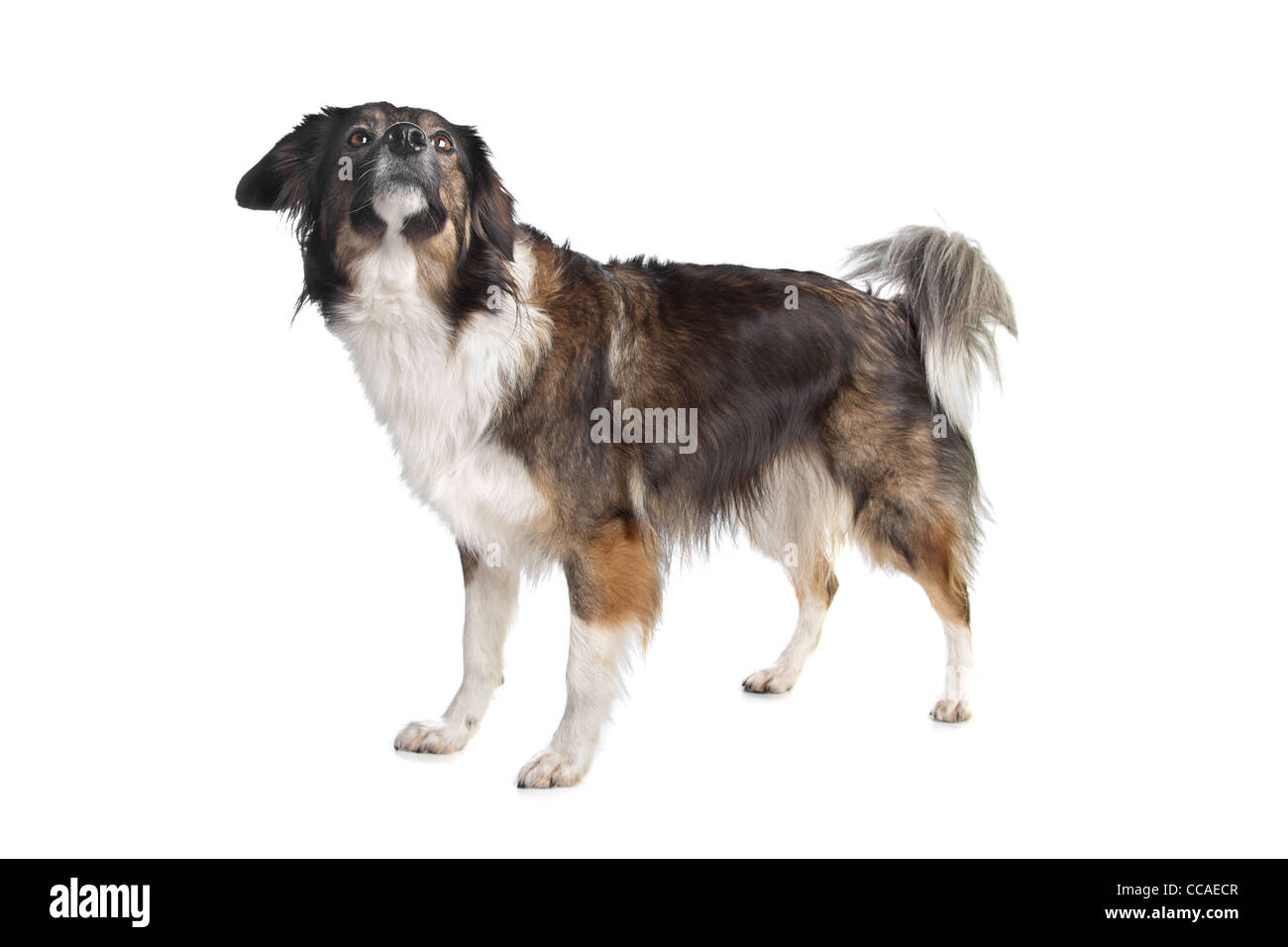 mixed breed tri-colored dog in front of a white background Stock Photo