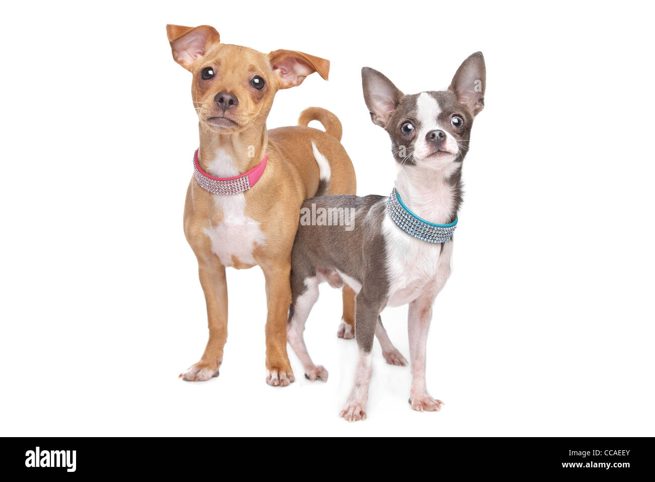chihuahua and a mix miniature pincher in front of a white background Stock Photo