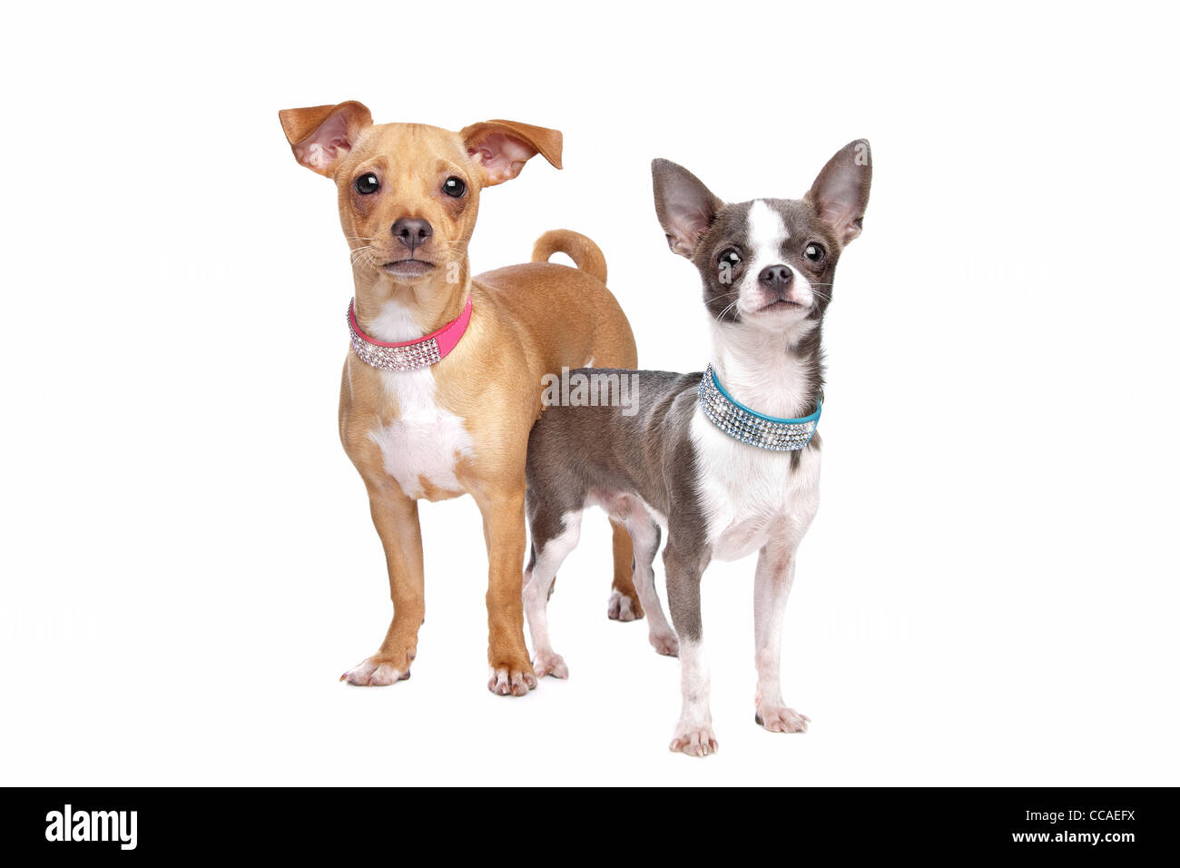 chihuahua and a mix miniature pincher in front of a white background Stock Photo