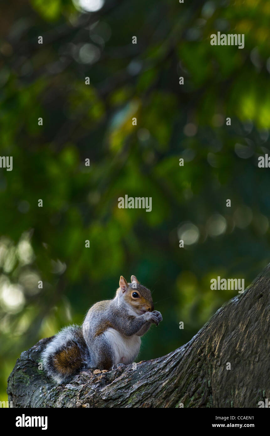 Grey Squirrel eating nut Stock Photo