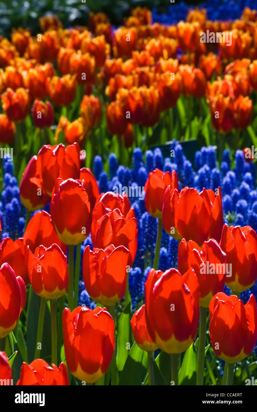 Tulips and common grape hyacinth in spring in the garden Stock Photo