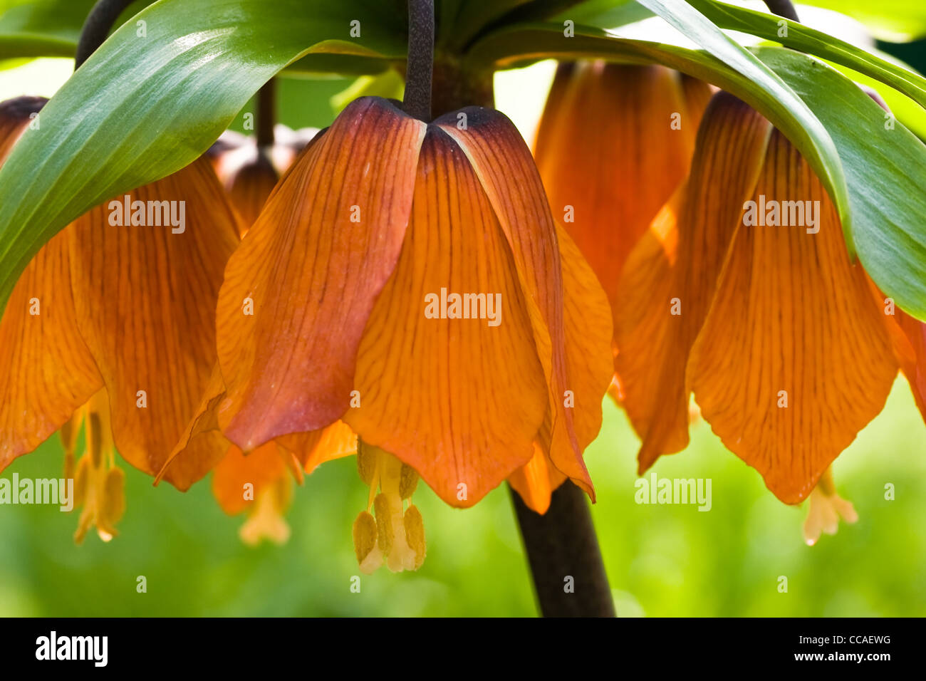Imperial crown or Fritillaria imperialis blooming with orange bells in spring Stock Photo