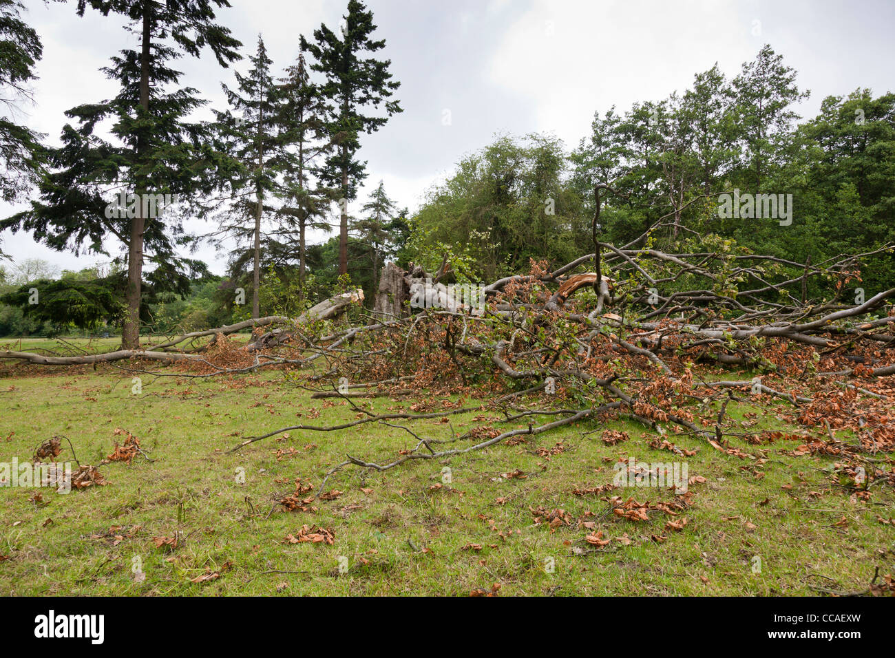 Rotten fallen beech tree, Surrey, England. Stock Photo