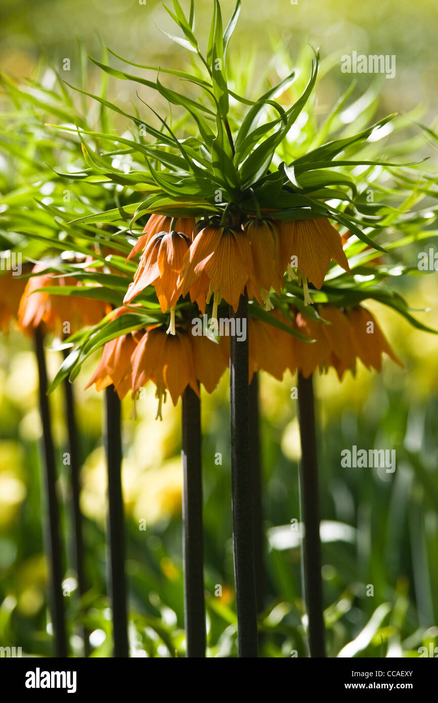 Group of orange Crown imperials or Fritillaria imperialis in close view