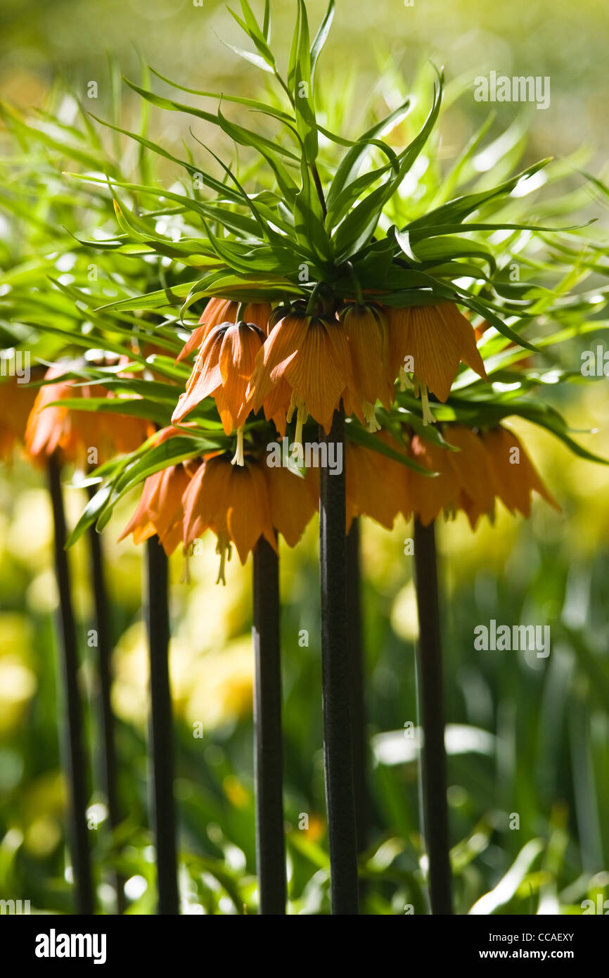 Group of orange Crown imperials or Fritillaria imperialis in close view Stock Photo