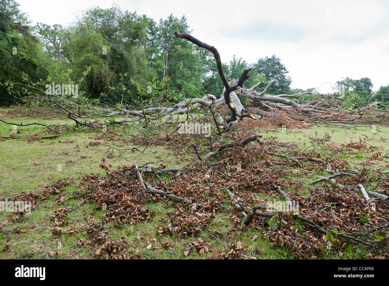 Rotten fallen beech tree, Surrey, England. Stock Photo