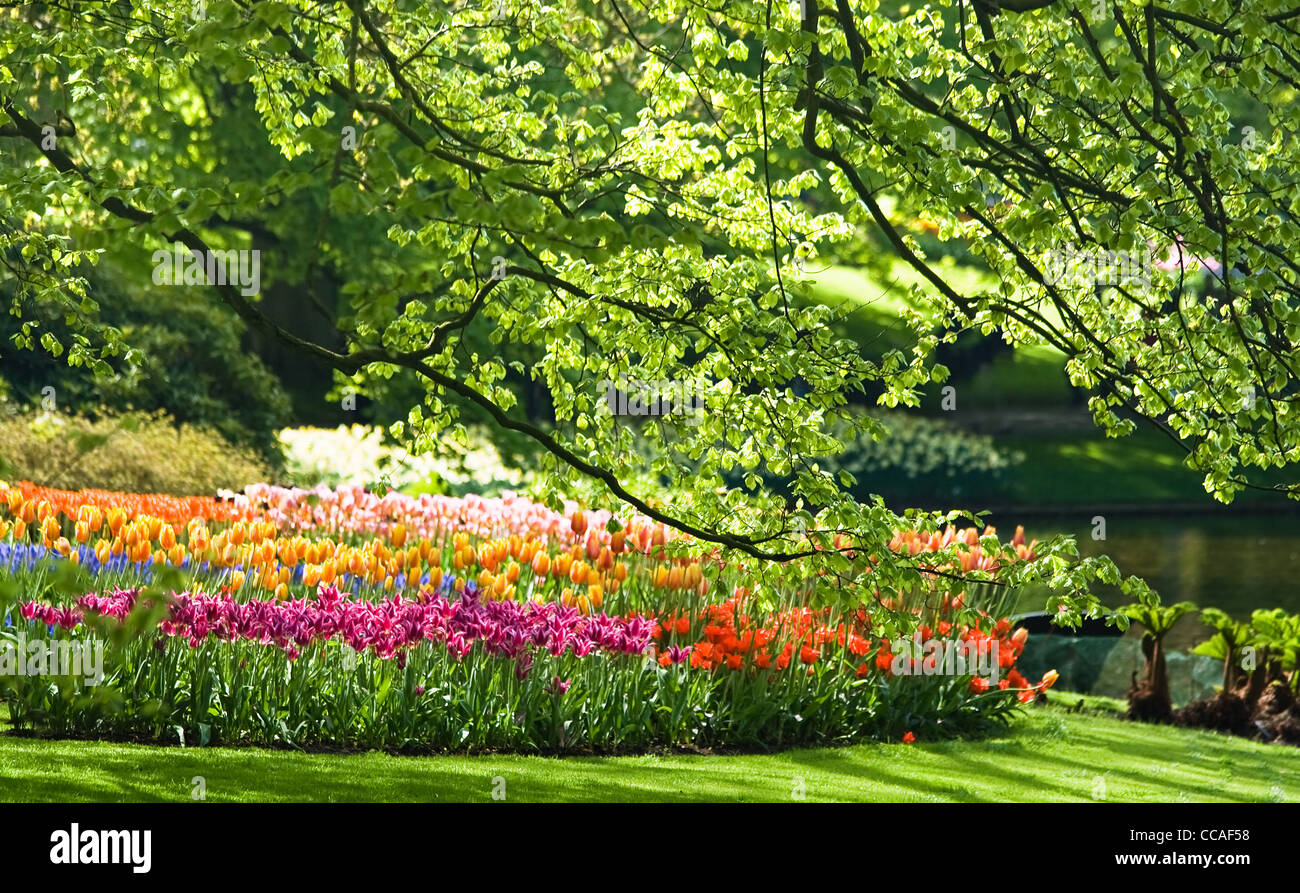 Lots of flowers in the park on a sunny day in spring Stock Photo - Alamy