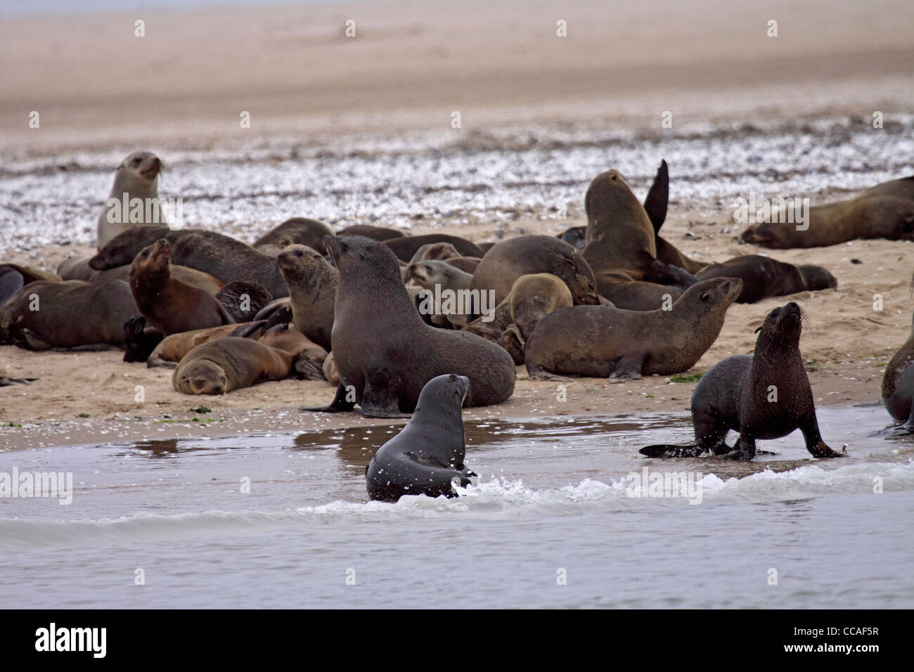 Cape fur seal colony in namibia Stock Photo