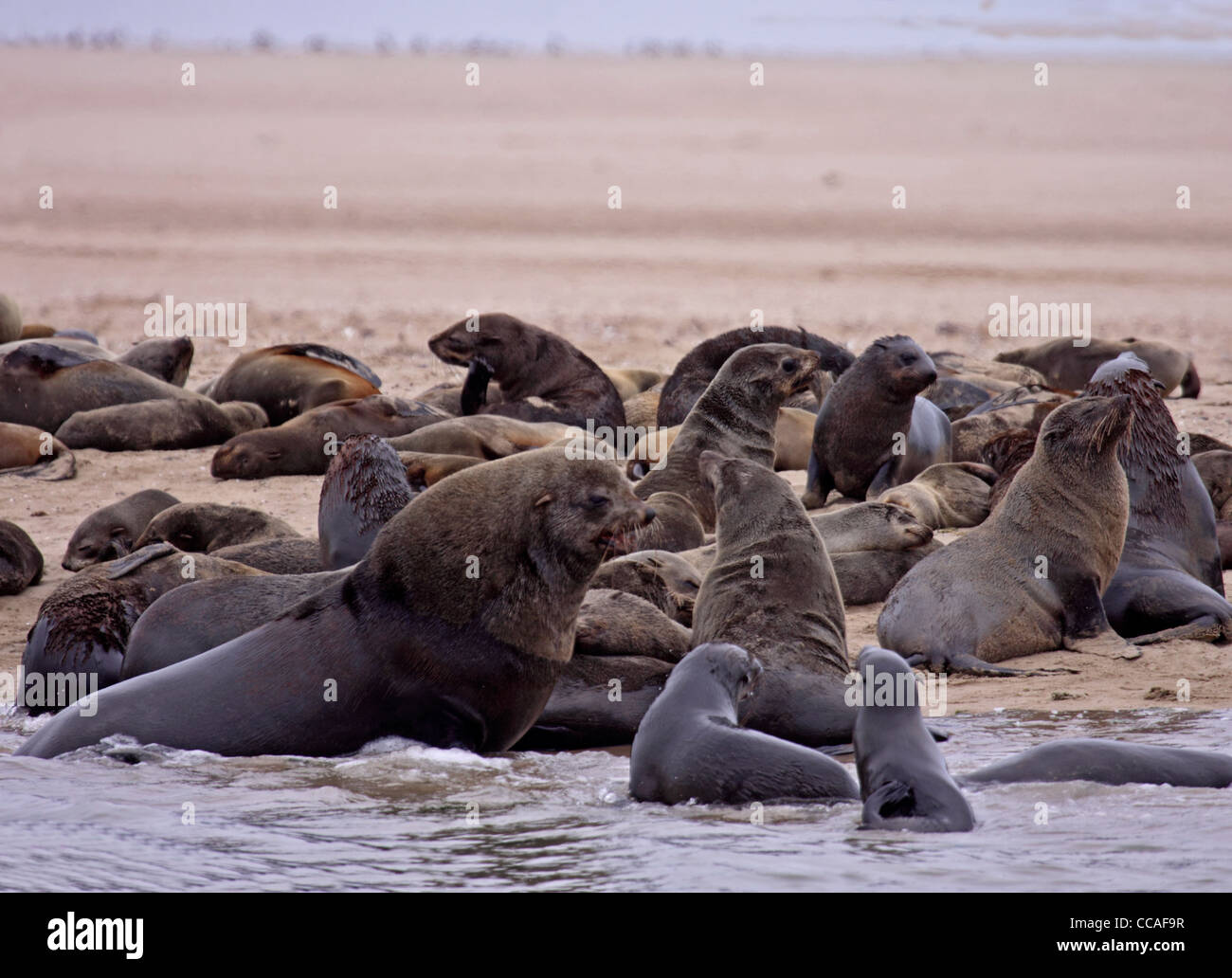 Cape fur seal colony Stock Photo