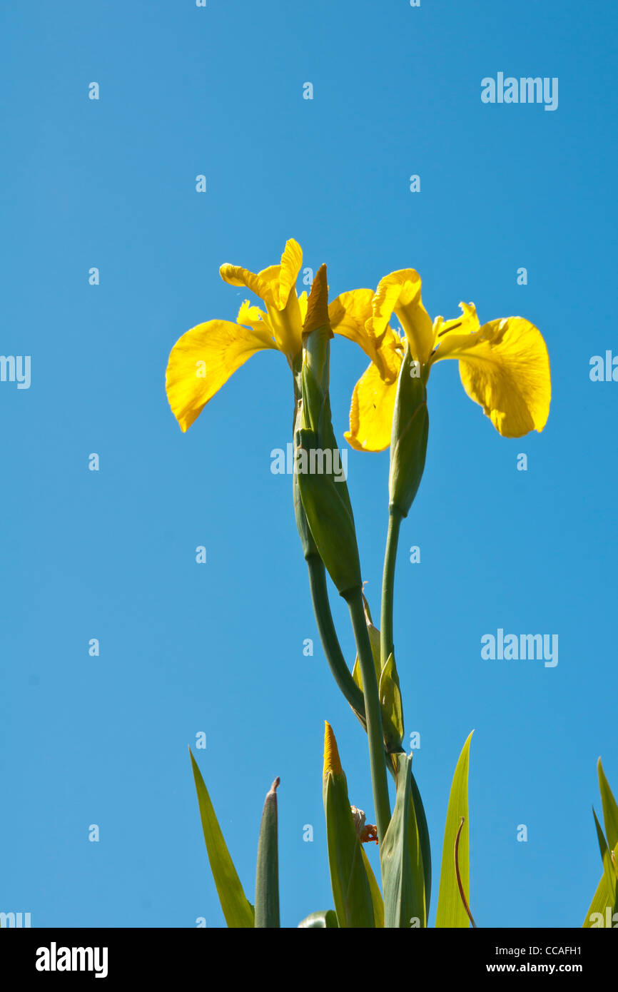 Plant, Wild flower, Yellow Flag , Iris pseudacorus Stock Photo