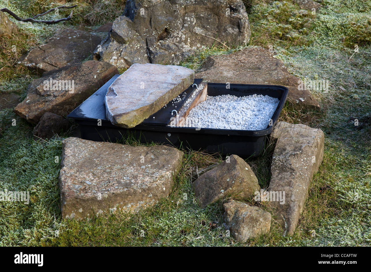 Homemade Trays of Grouse Medicated Grit or Grits Trichostrongylus