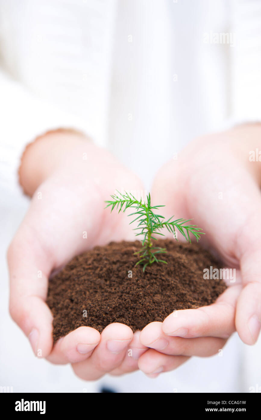 Girl Holding Japanese Cedar Seedling in Cupped Hands Stock Photo