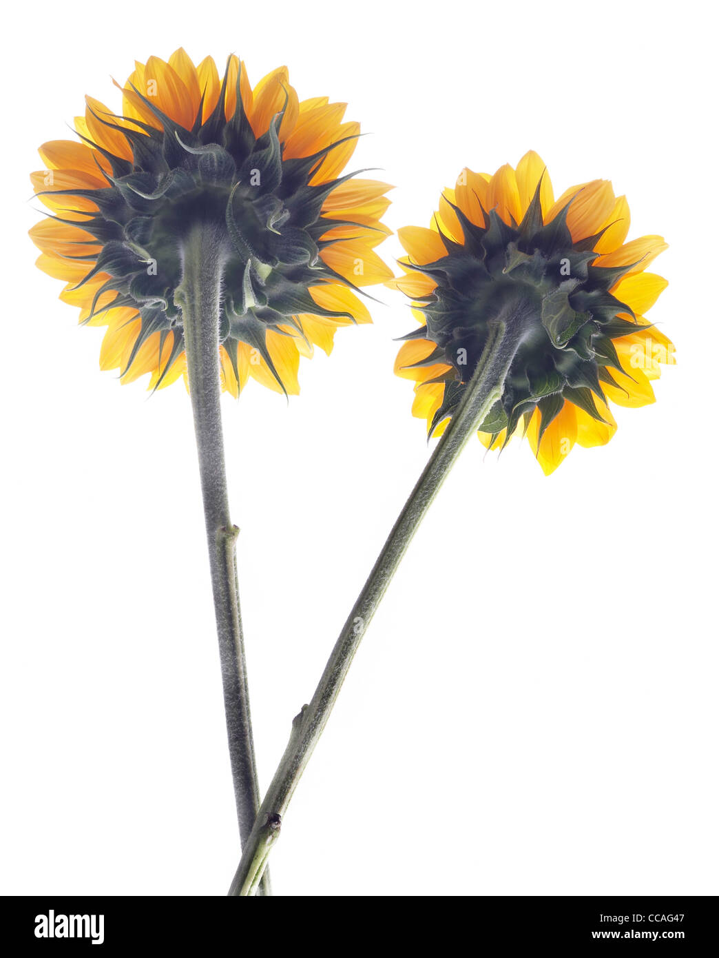 Two sunflowers on a white background Stock Photo