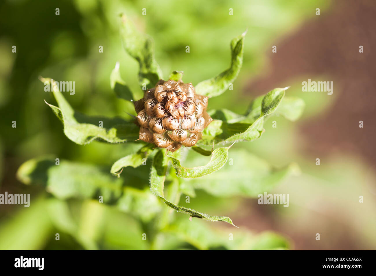 Armenian Basket Flower (centaurea macrocephala) at Kumpula Botanical
